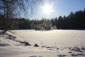 Tiedosto:300px-IMG 0515.jpg