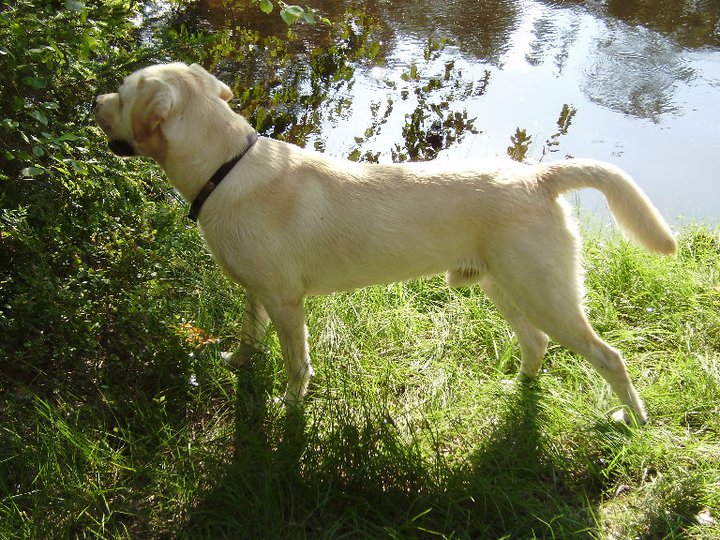 Sisu-koira ihailee maisemaa Lemmenlammen itäisellä rannalla