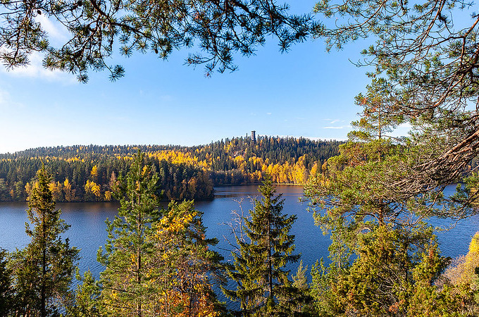 Metsäinen maisema Aulangolta, taustalla näkyy Aulangon torni.