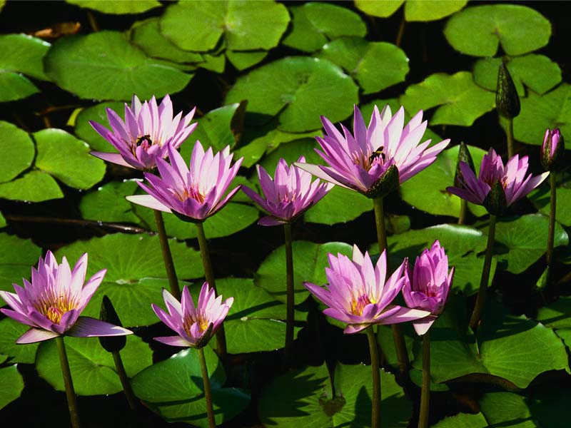 Tiedosto:Water lilies.jpg