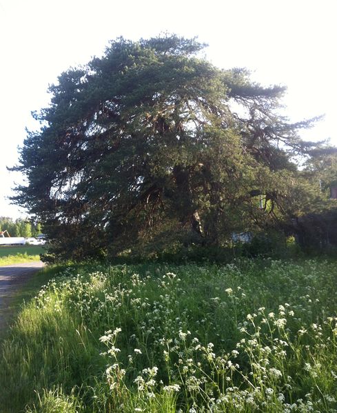 Tiedosto:Keisarin manty.jpg