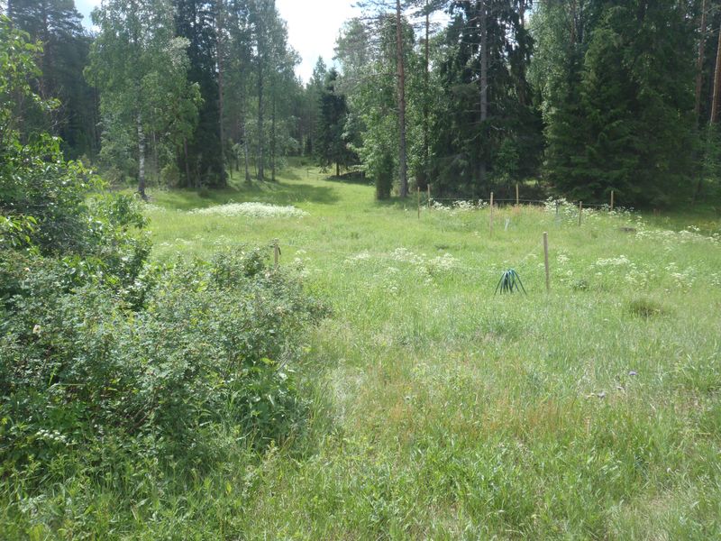 Tiedosto:Mustajarven niittya.jpg